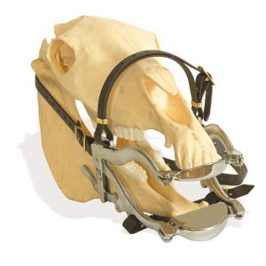 SE Speculum