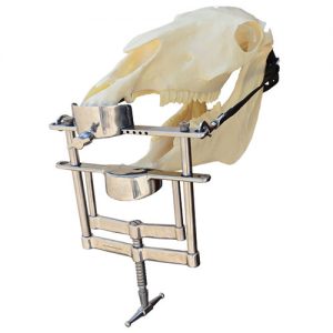 Offset Gunther Speculum