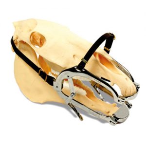 Millenium Speculum